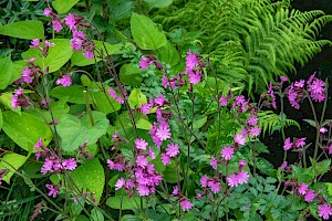 Silene dioica Red Campion