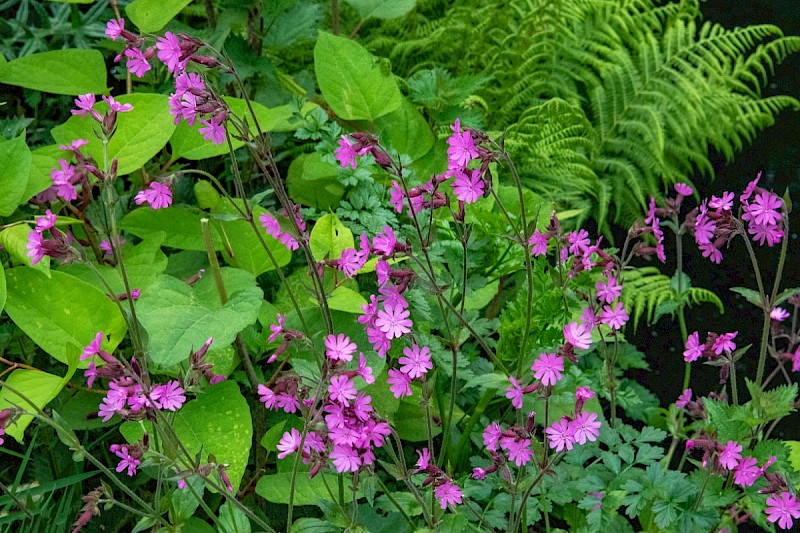 Silene dioica - © Charles Hipkin