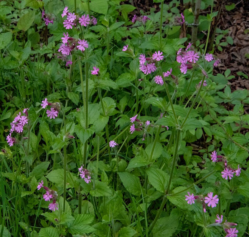 Silene dioica - © Charles Hipkin