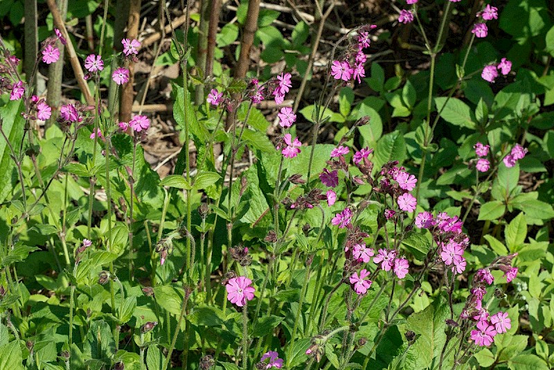 Silene dioica - © Charles Hipkin