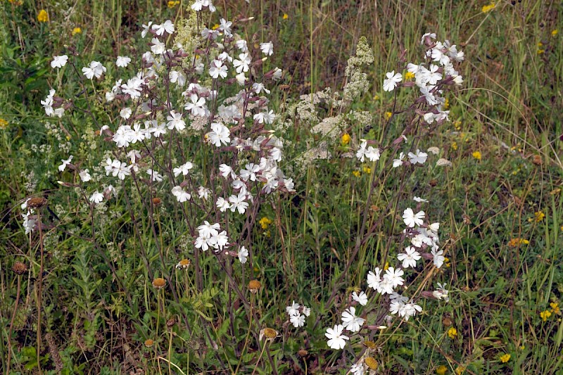 Silene latifolia - © Charles Hipkin