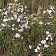 Silene latifolia