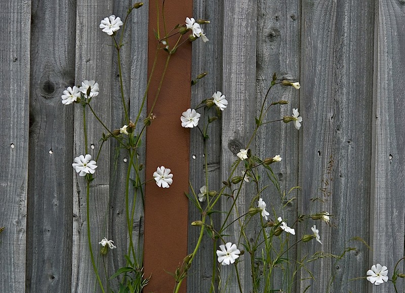 Silene latifolia - © Charles Hipkin