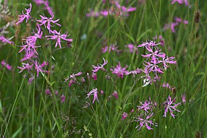 Silene flos-cuculi Ragged-Robin