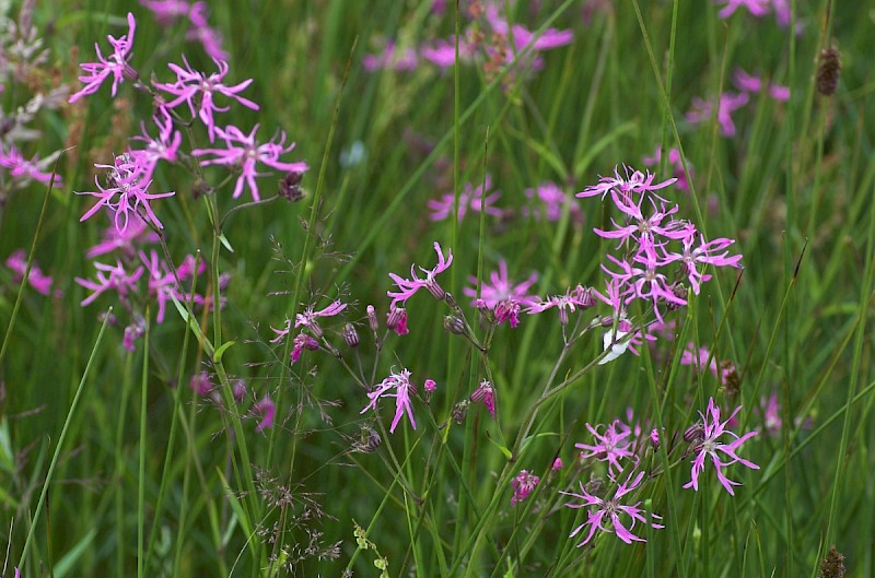 Silene flos-cuculi - © Charles Hipkin