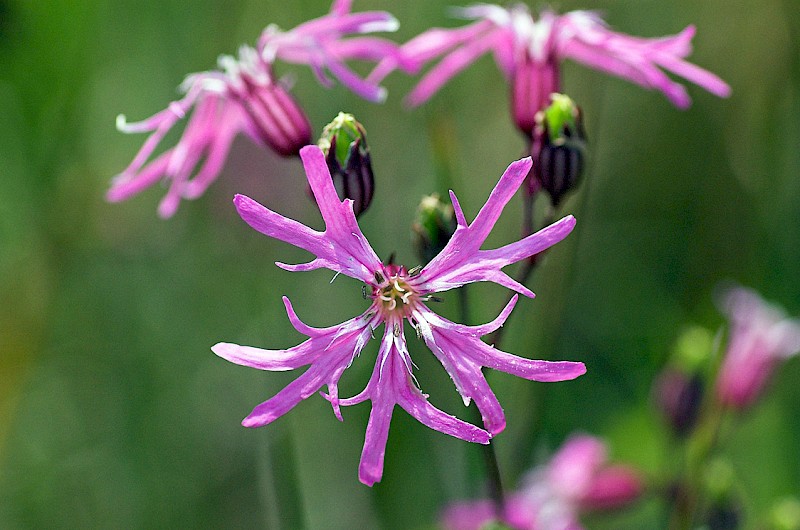 Silene flos-cuculi - © Charles Hipkin