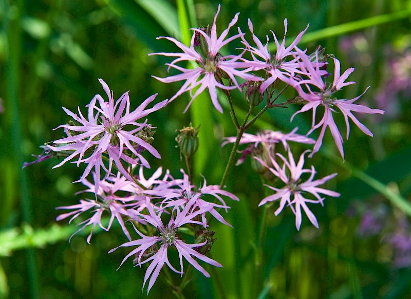 Silene flos-cuculi - © Charles Hipkin