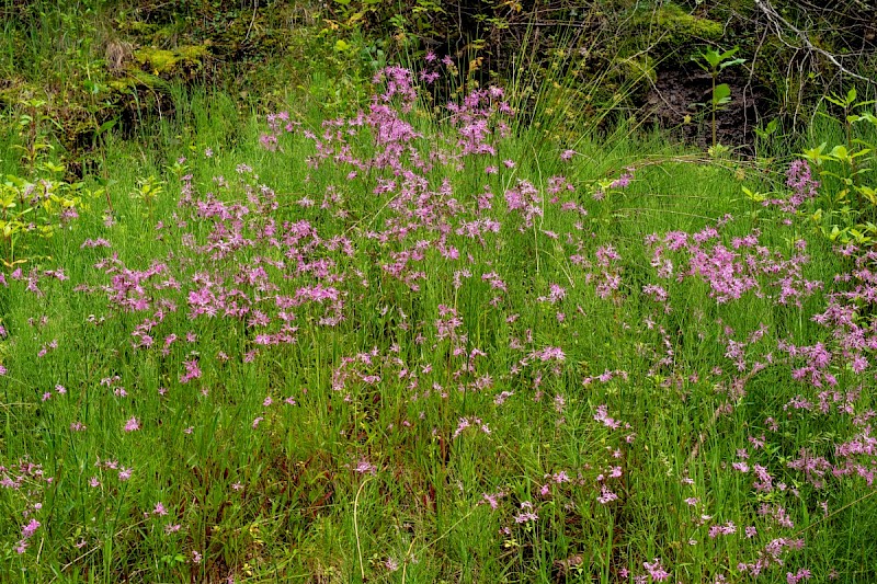 Silene flos-cuculi - © Charles Hipkin