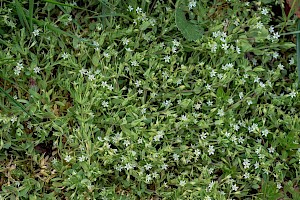 Stellaria alsine Bog Stitchwort