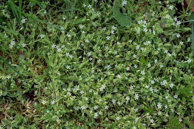 Stellaria alsine - © Charles Hipkin