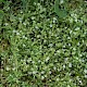 Stellaria alsine