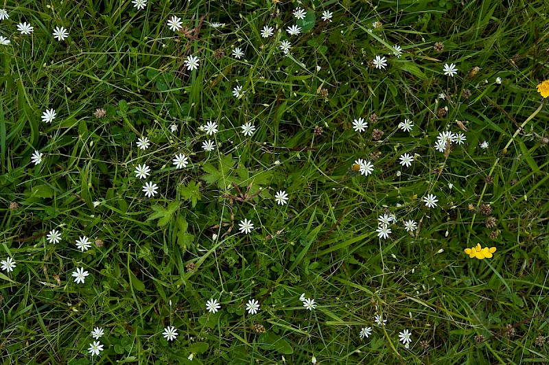 Stellaria graminea - © Charles Hipkin