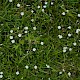 Stellaria graminea