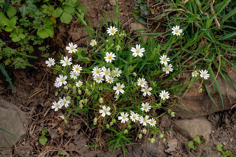 Stellaria holostea - © Charles Hipkin