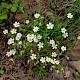 Stellaria holostea