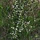 Stellaria holostea