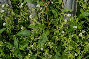 Myosoton aquaticum Water Chickweed