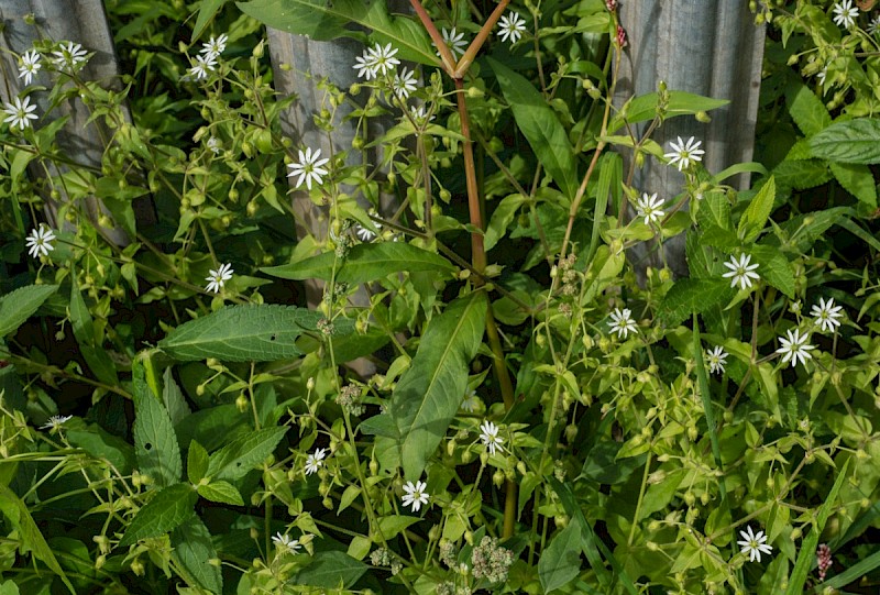 Myosoton aquaticum - © Charles Hipkin