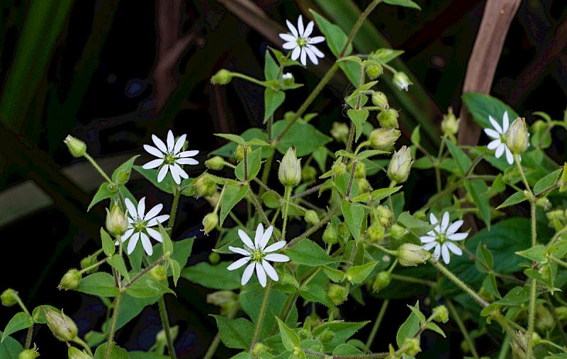 Myosoton aquaticum - © Charles Hipkin