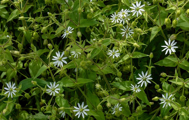 Myosoton aquaticum - © Charles Hipkin