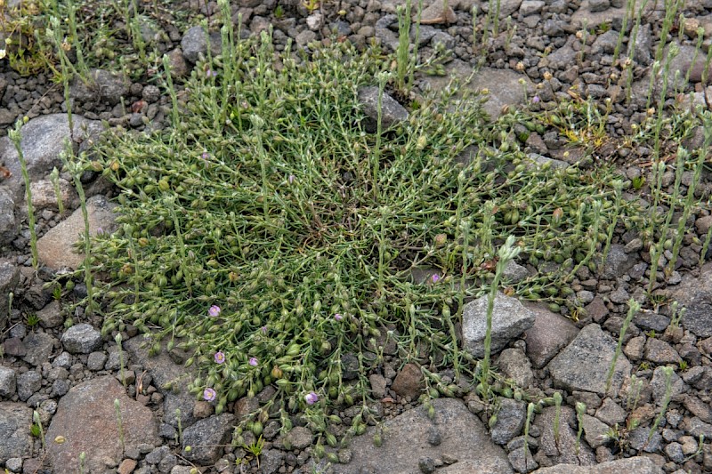 Spergularia rubra - © Charles Hipkin