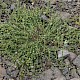 Spergularia rubra