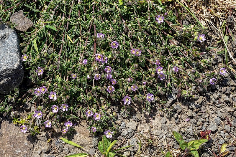 Spergularia rubra - © Charles Hipkin