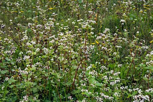 Fagopyrum esculentum Buckwheat