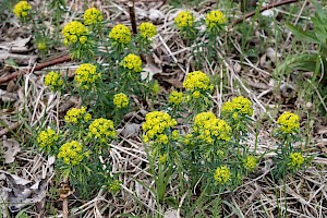 Euphorbia cyparissias Cypress Spurge