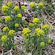 Euphorbia cyparissias