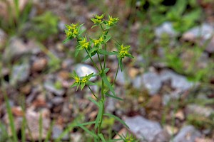 Euphorbia exigua Dwarf Spurge