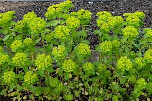 Euphorbia helioscopia Sun Spurge