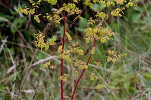 Euphorbia stricta Upright Spurge