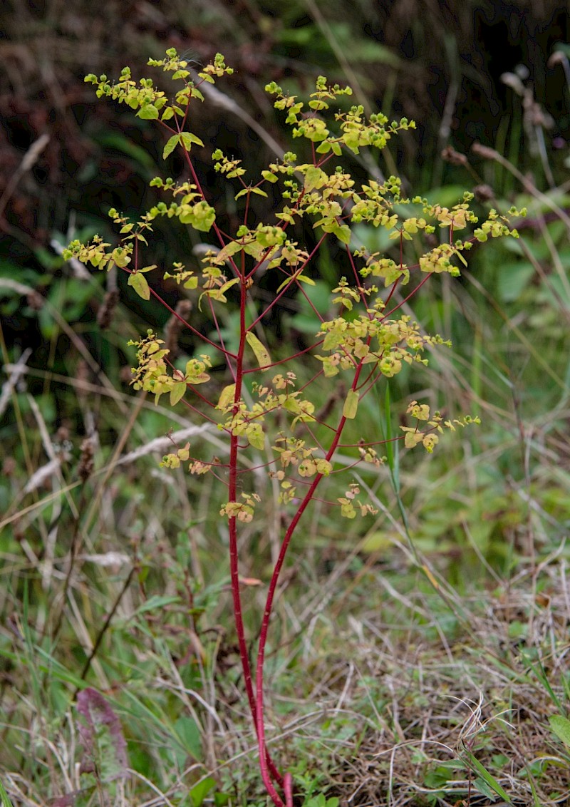 Euphorbia stricta - © Charles Hipkin