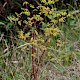 Euphorbia stricta