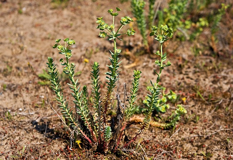 Euphorbia paralias - © Charles Hipkin