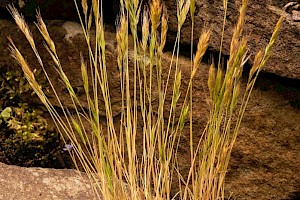 Festuca brevipila Hard Fescue