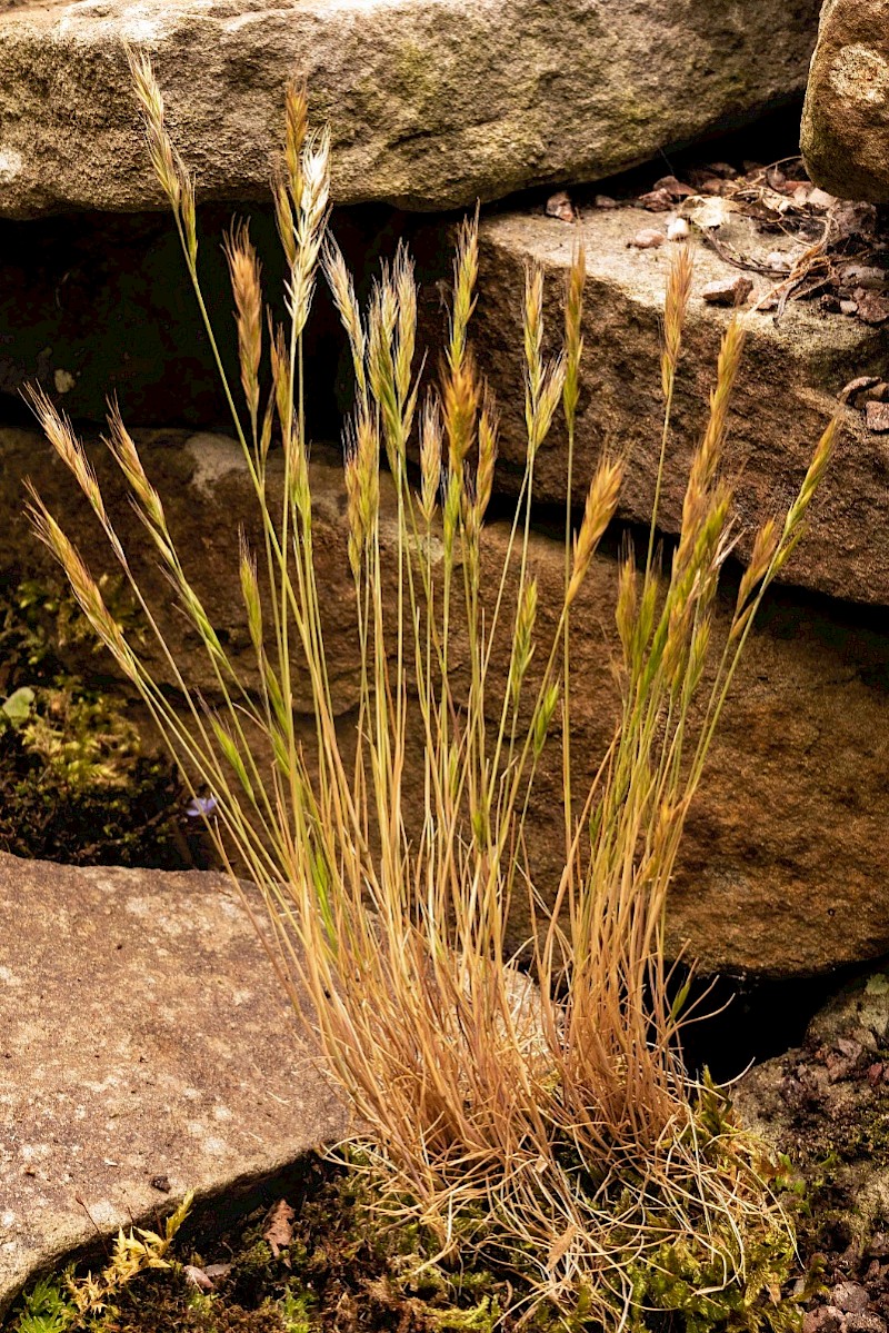 Festuca brevipila