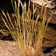 Festuca brevipila