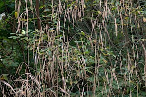 Bromopsis ramosa Hairy-brome