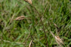 Bromus secalinus Rye Brome