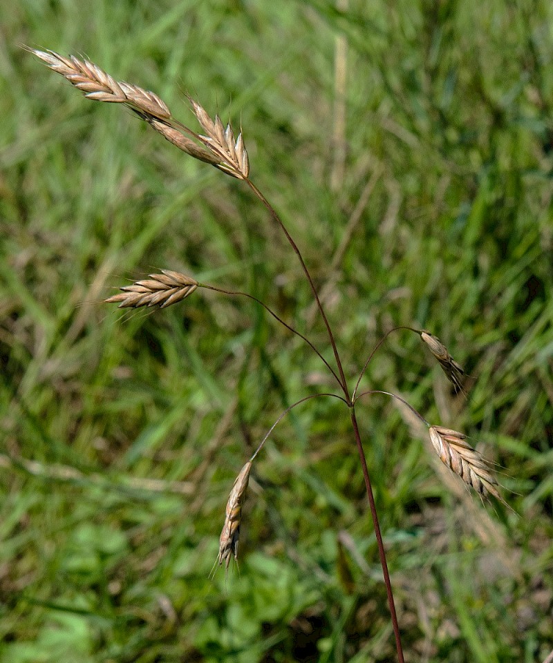 Bromus secalinus - © Charles Hipkin