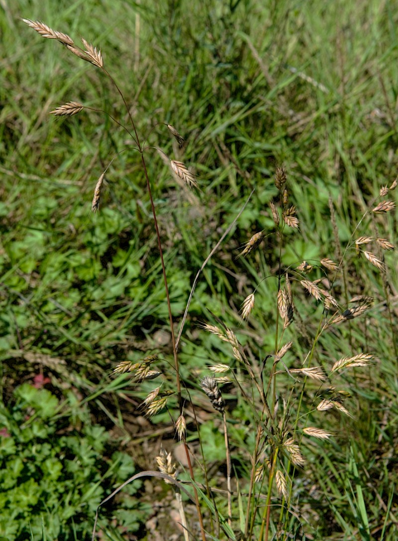 Bromus secalinus - © Charles Hipkin