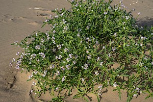 Cakile maritima Sea Rocket