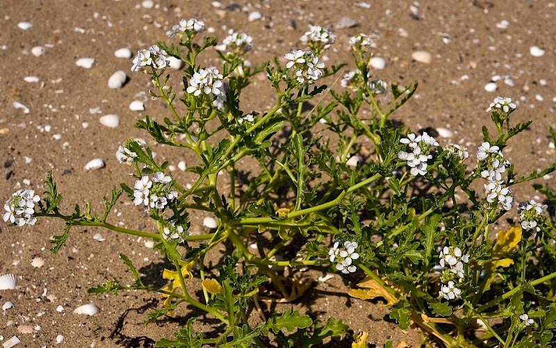 Cakile maritima - © Charles Hipkin