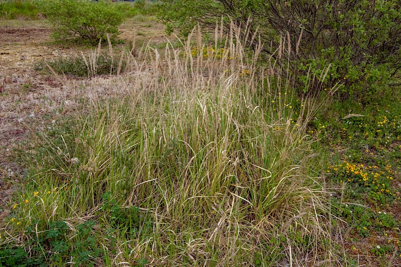 Calamagrostis epigejos - © Charles Hipkin