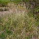 Calamagrostis epigejos