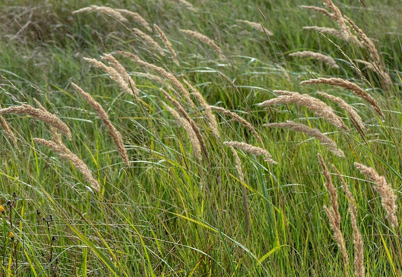 Calamagrostis epigejos - © Charles Hipkin