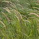 Calamagrostis epigejos