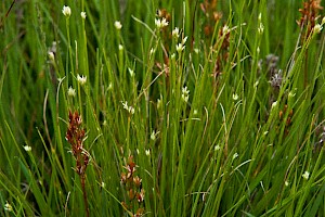 Rhynchospora alba White Beak-sedge